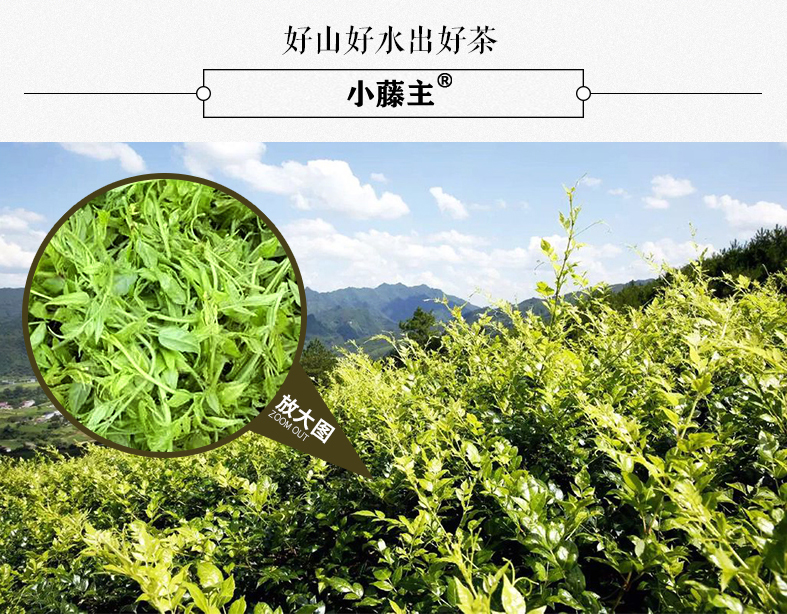 來(lái)鳳富硒藤茶