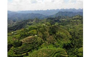 藤茶基地（百福司）