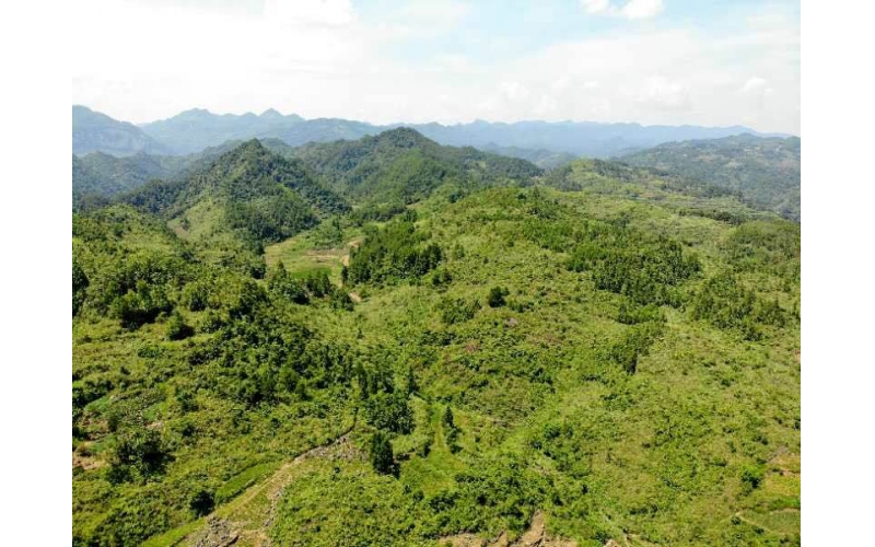 藤茶基地（百福司）