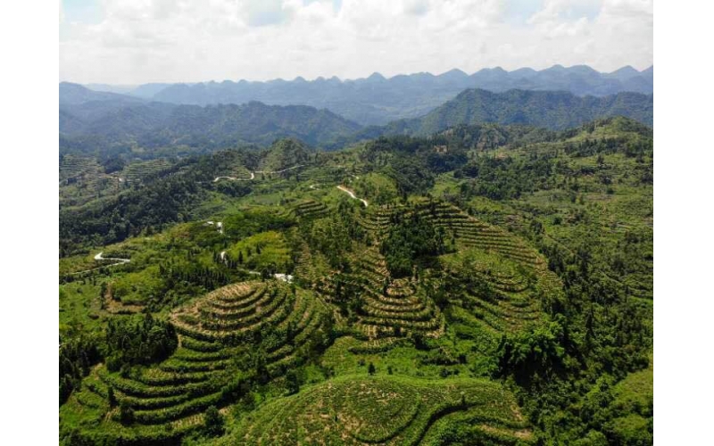 藤茶基地（百福司）